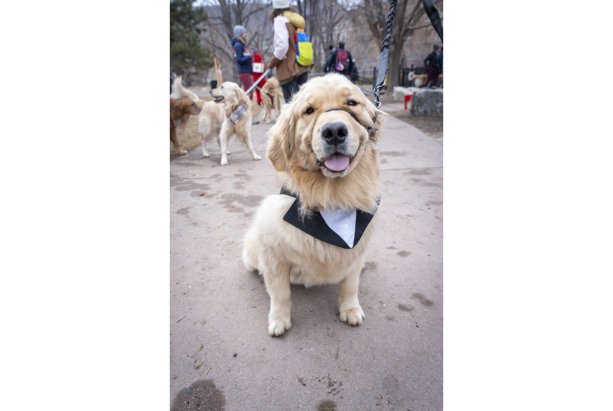 Rocky Mountain Pet Portrait of a golden retriever at goldens in golden 2025