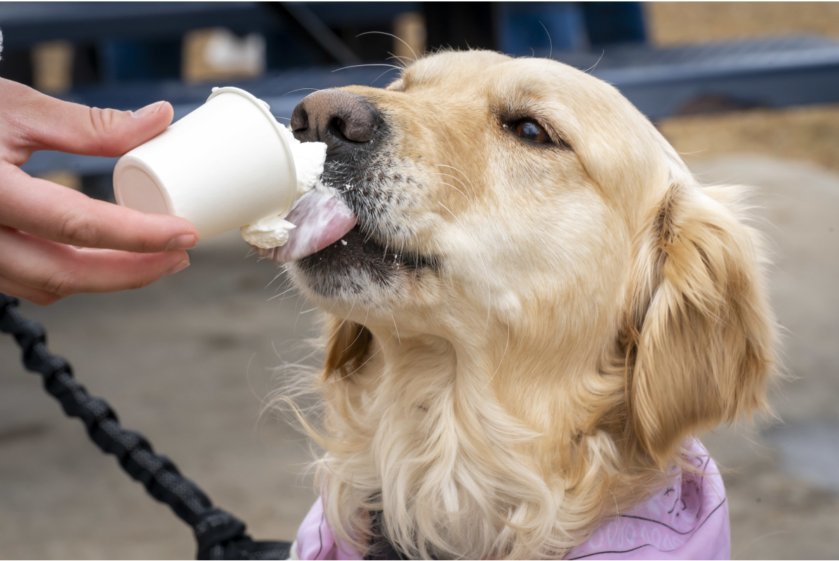 A golden retriever enjoying a pup cup of whipped cream at Golden in Golden 2025 in downtown Golden CO