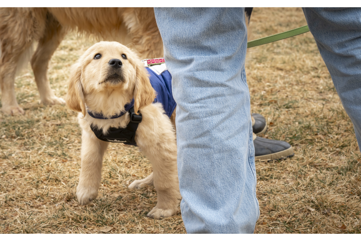 Rocky Mountain Pet Portraits 2-8-2025 16