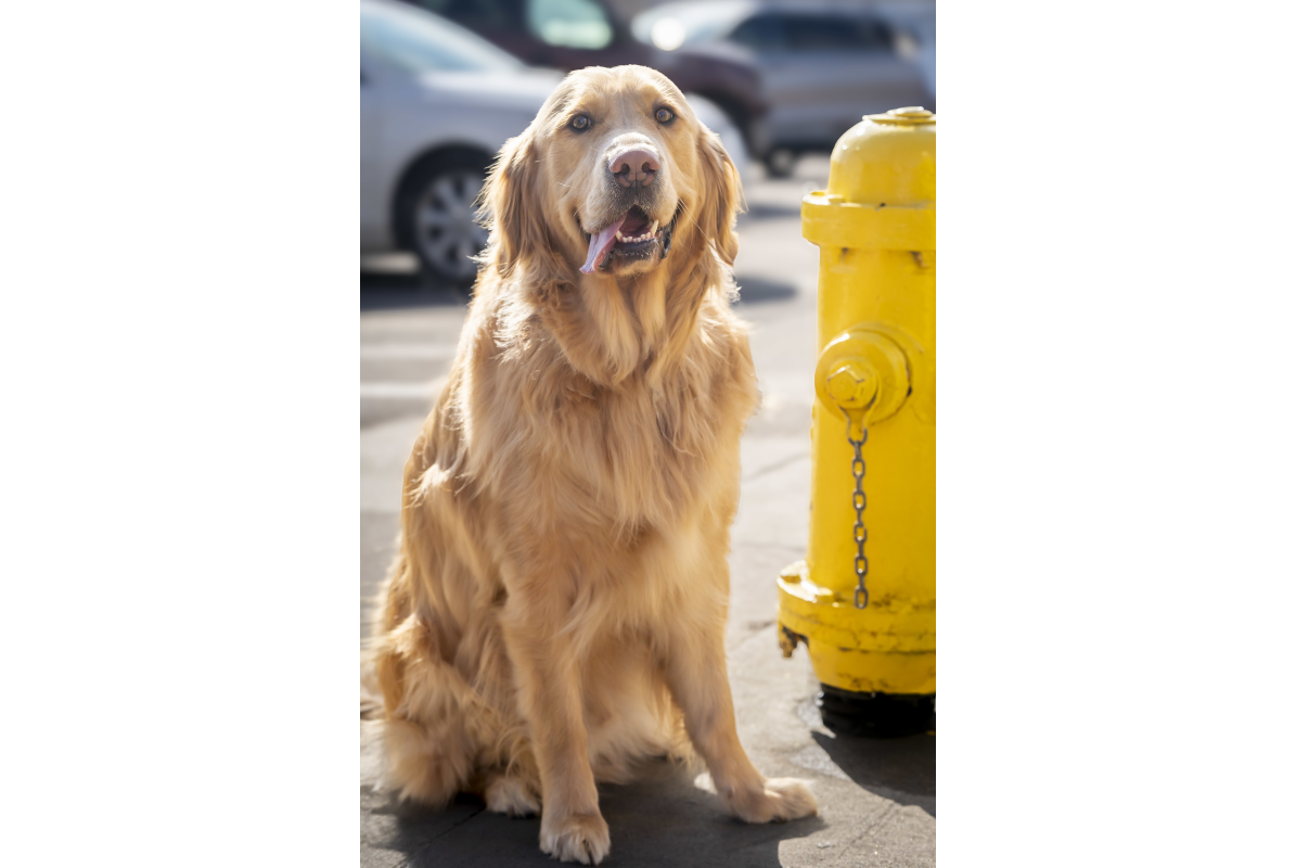 Rocky Mountain Pet Portraits 2-8-2025 17