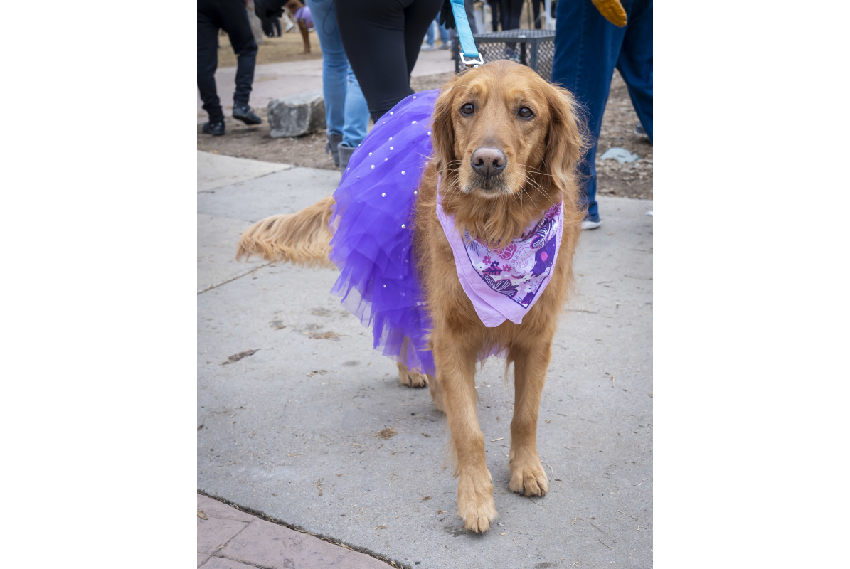 Rocky Mountain Pet Portraits 2-8-2025 18
