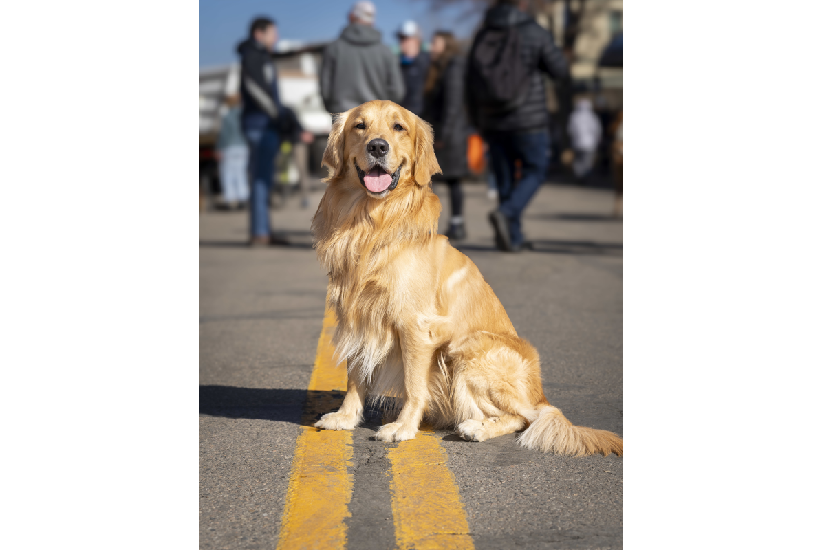 Golden retriever at Goldens in Golden 2025