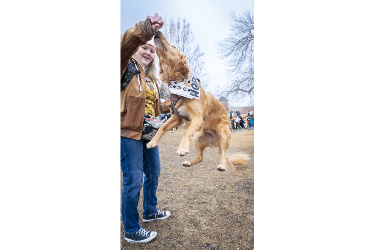 A golden retriever jumping for a tear with a person holding their hand up