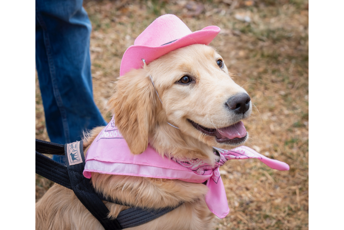 A golden retriever wearing a pink cowboy hat