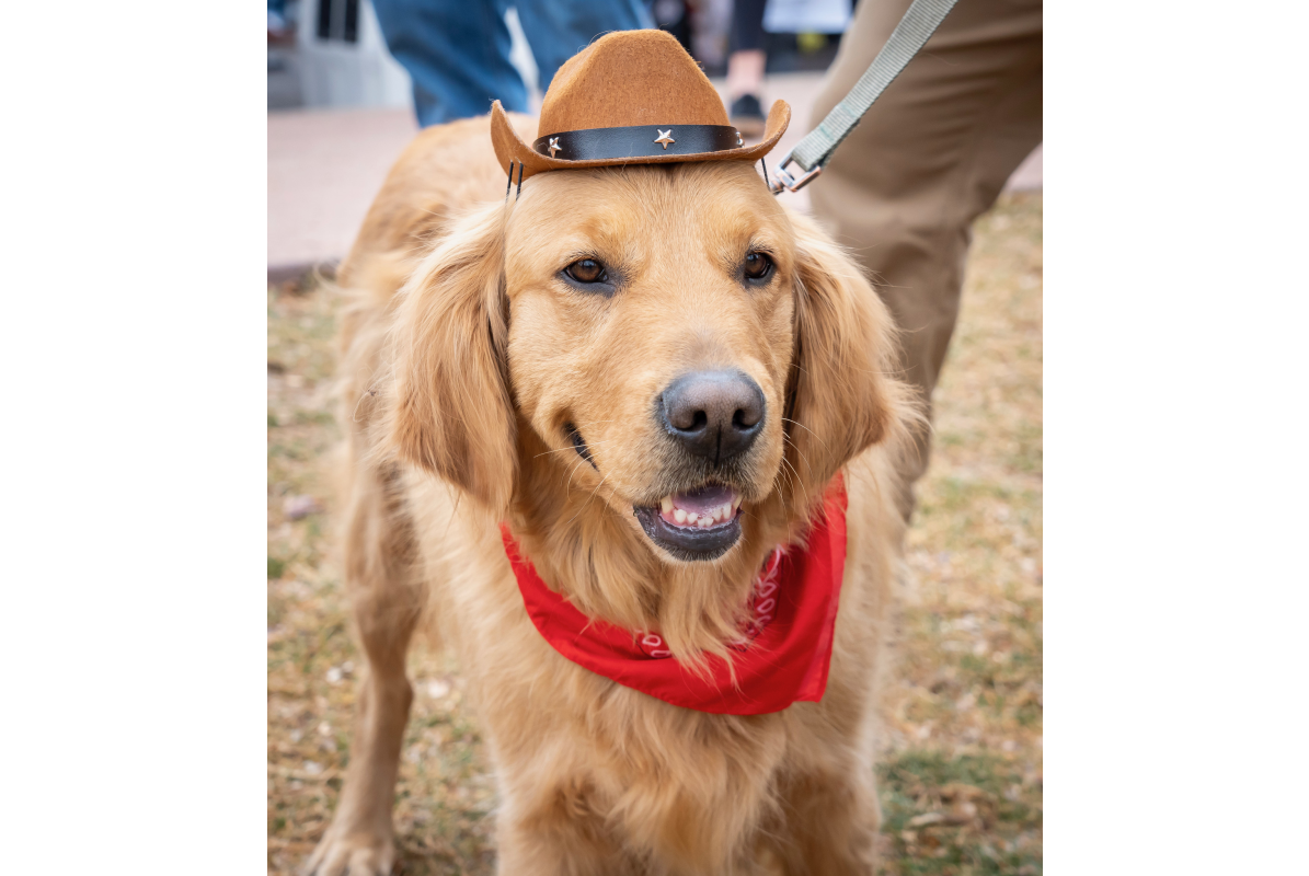 A golden retriever wearing a cowboy hat and bandana