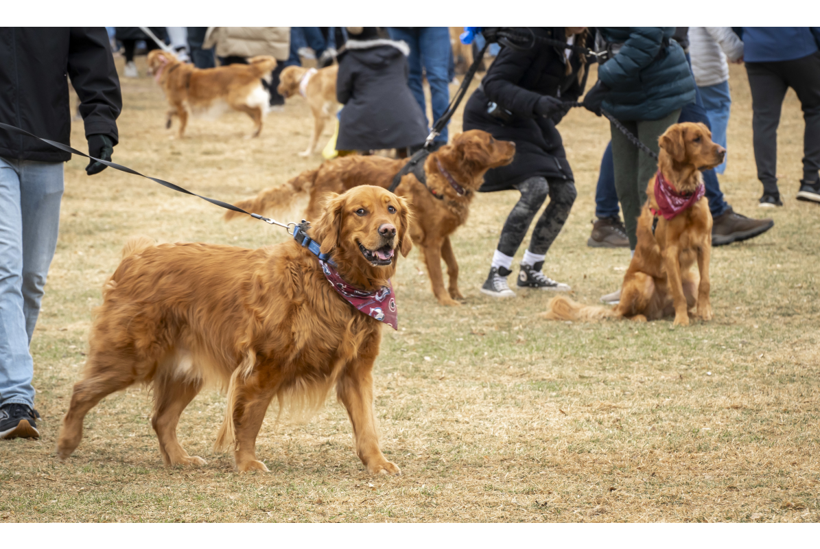 Golden retrievers at Goldens in Golden 2025