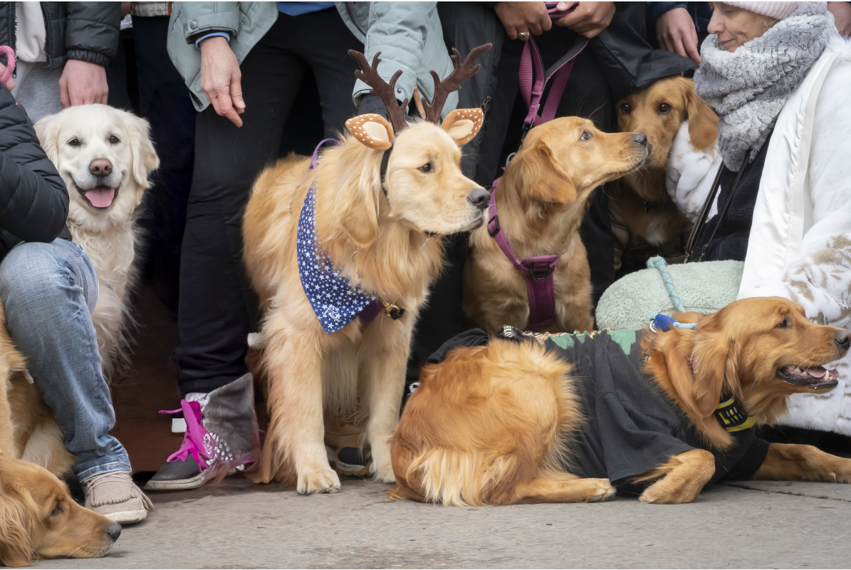 Golden retrievers at the group photo shoot in Downtown Golden