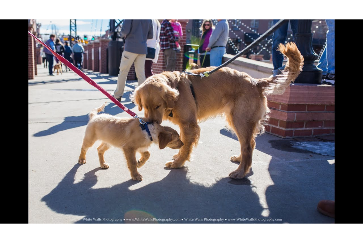 Video Thumbnail - youtube - Goldens in Golden - Feb. 5, 2022