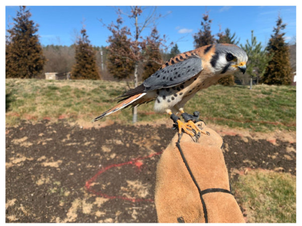 Golden Pheasant - Carolina Avian Research and Education