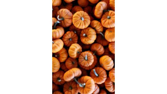 Multiple miniature pumpkins at an Athens pumpkin patch