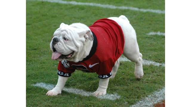 Uga X, Que on the field