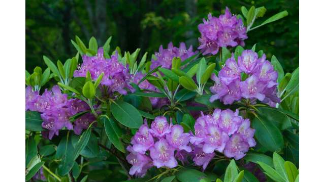 Catawba rhododendron colors range from purple to magenta