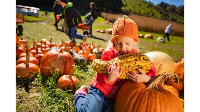 In the Pumpkin Patch