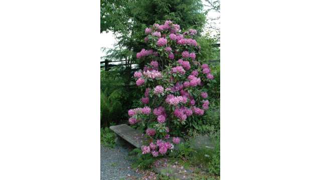 Catawba rhododendron in Daniel Boone Native Gardens