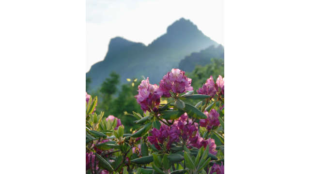 The Catawba Rhododendron