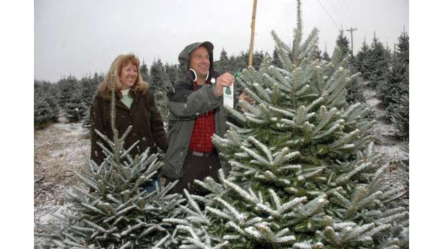 Choose & Cut the Perfect Christmas Tree | Boone, NC