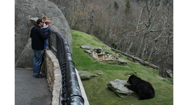Black Bears Emerge at Grandfather Mountain | Linville
