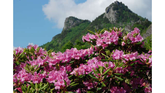 A showy Catawba rhododendron in full bloom