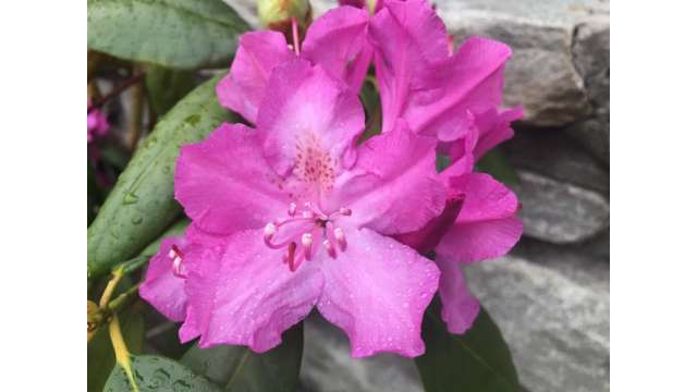 Native Appalachian Catawba Rhododendron