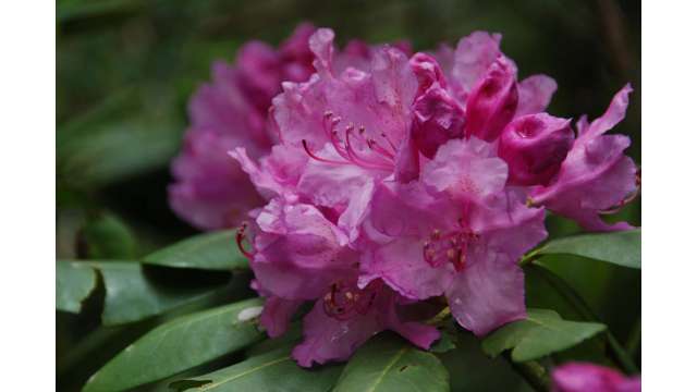 Catawba Rhododendron cluster