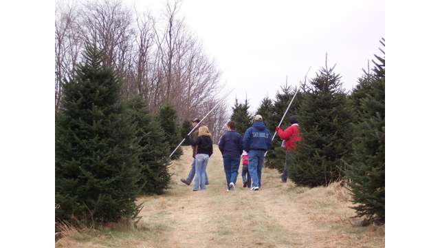 Christmas Tree Hunting is Fun for the Whole Family | Boone, NC