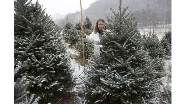 Tree Hunting is Fun in the Snow | Boone, NC