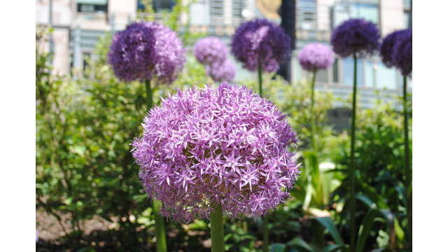 Organic landscapes on the Greenway (Alliums are a signature bloom)