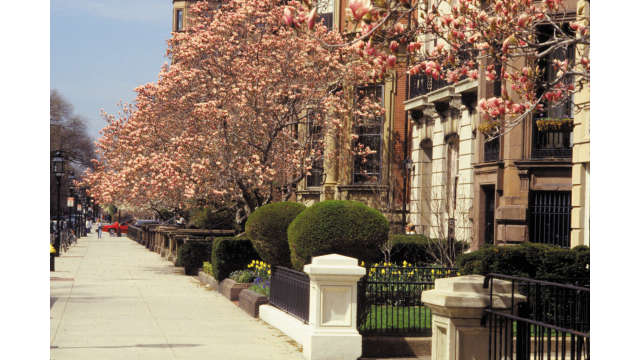Commonwealth Avenue- Magnolia Trees