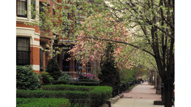 Marlborough Street- Magnolia Trees