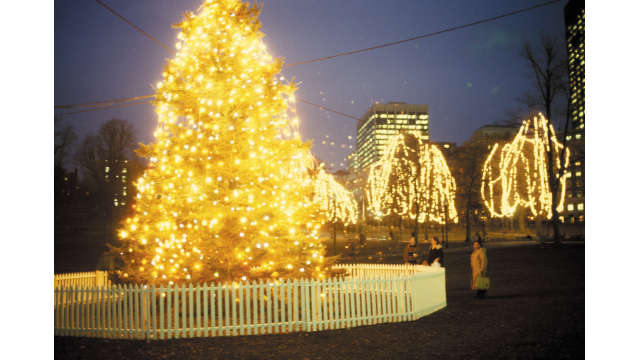 Christmas Tree- Boston Common