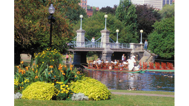 Swan Boats in Boston Public Garden