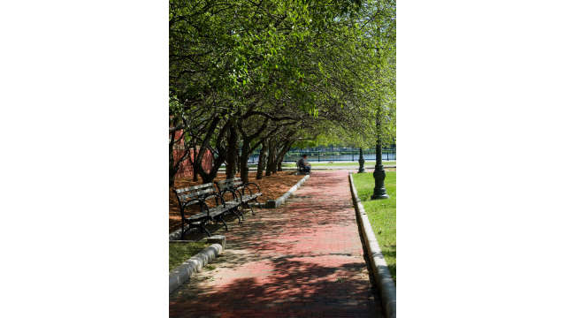 Park Bench with trees