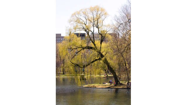 Public Garden in Spring 2_0619-3