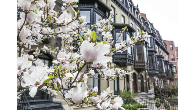 Spring Blooms - Back Bay