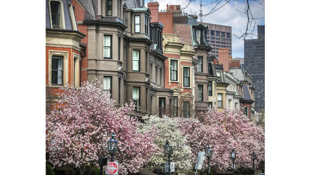 Boston Blooms - Commonwealth Avenue