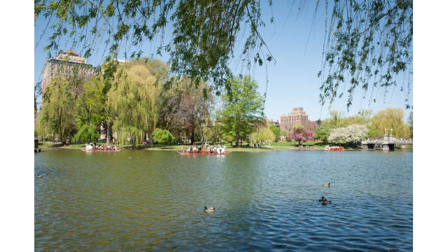 At the pond in the Public Garden