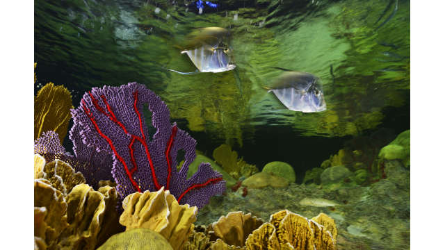 New England Aquarium