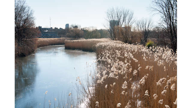 A view of the Fens