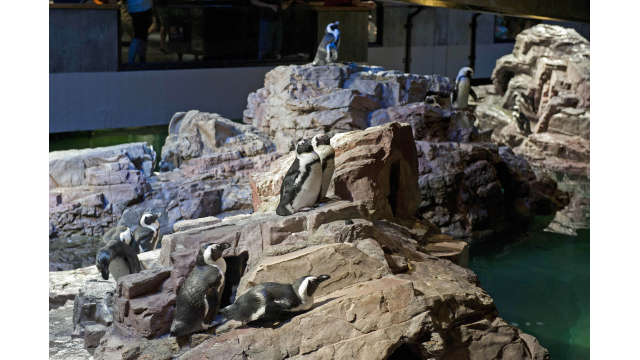 African Penguins at the New England Aquarium