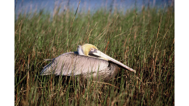 Brown Pelican