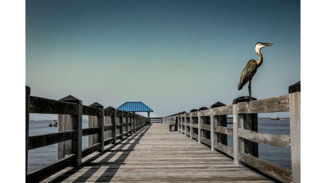 Coastal Mississippi Pier with bird