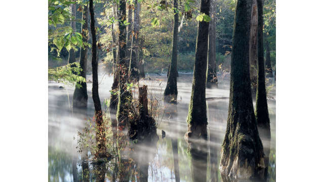 Cypress Swamp