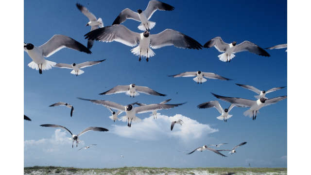 Seagulls