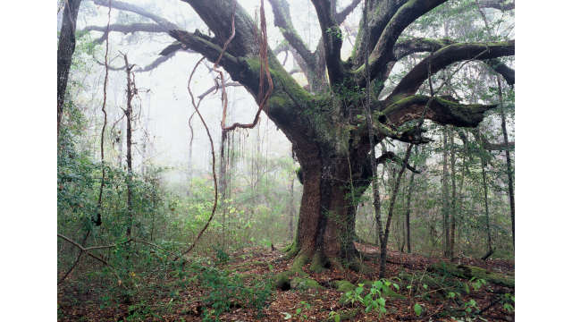 Log Town Oak