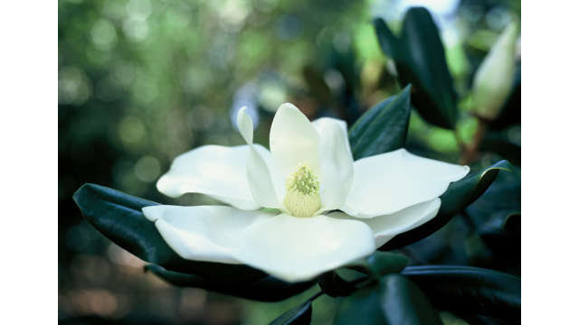 Magnolia Blossom