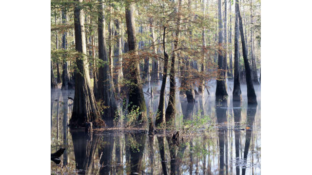 Pascagoula River Swamp