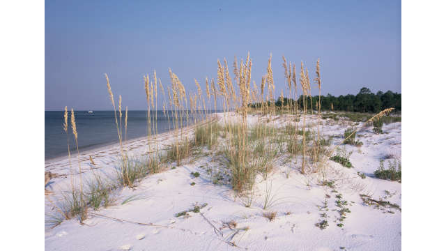 Horn Island sea oats