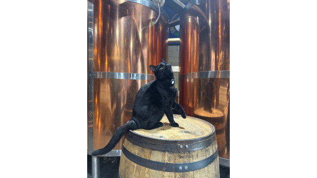 Black cat standing on a barrel