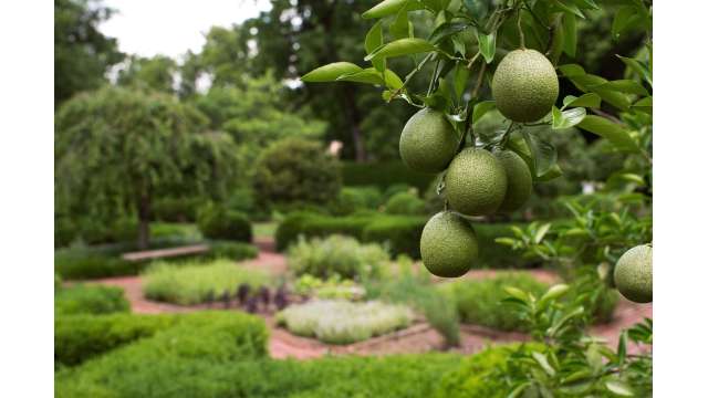 Gardens- Ashland, The Henry Clay Estate