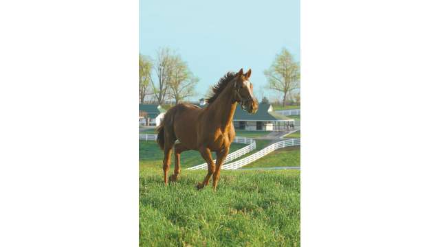 Lexington's Darby Dan Horse Farm